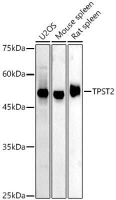 Western Blot: Tyrosylprotein Sulfotransferase 2/TPST2 Antibody [NBP3-03879] - Western blot analysis of extracts of various cell lines, using TPST2 antibody (NBP3-03879) at 1:500 dilution. Secondary antibody: HRP Goat Anti-Rabbit IgG (H+L) at 1:10000 dilution. Lysates/proteins: 25ug per lane. Blocking buffer: 3% nonfat dry milk in TBST. Detection: ECL Basic Kit. Exposure time: 180s.